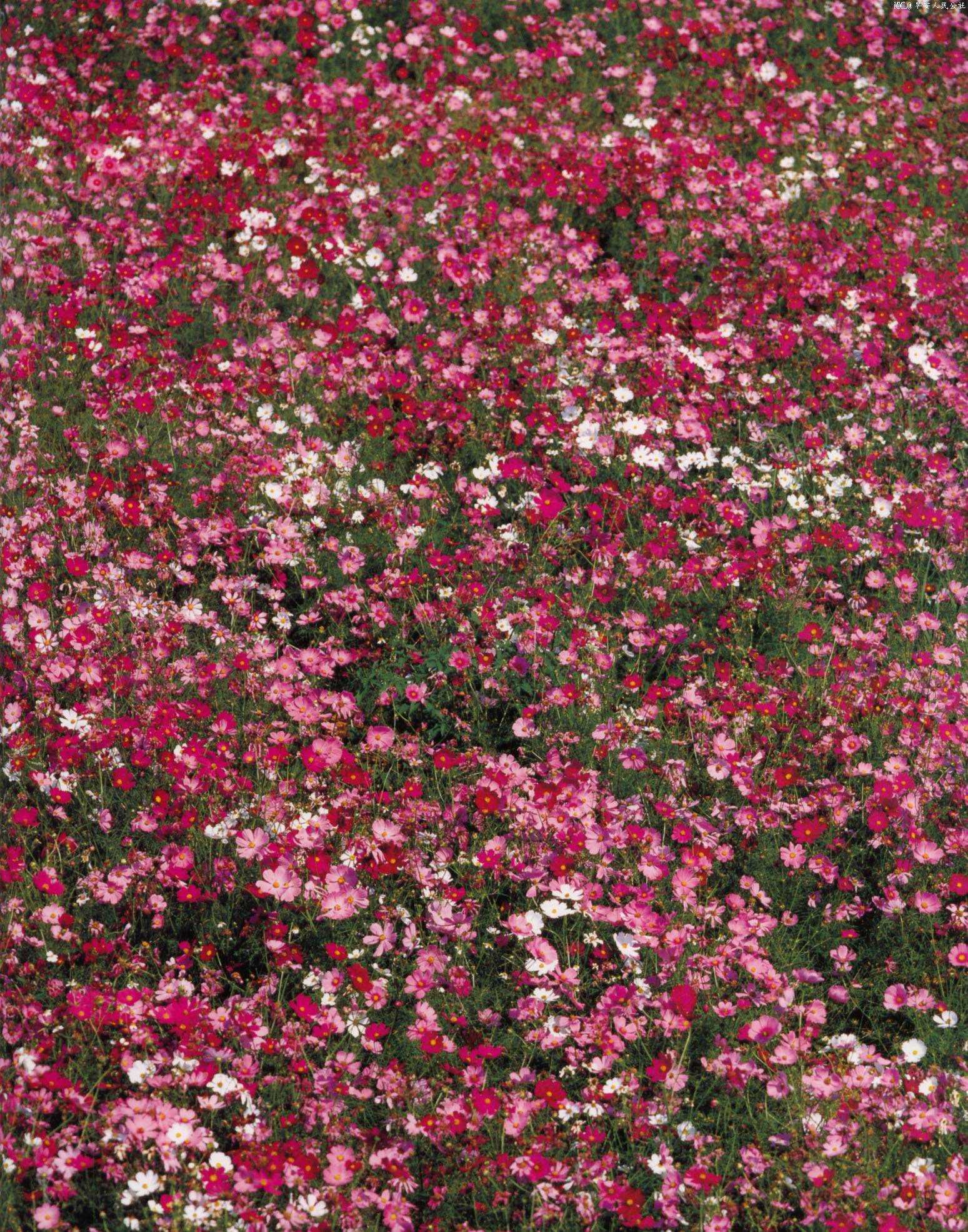 道重さゆみ「憧憬」 [PB写真集] Sayumi Michishige